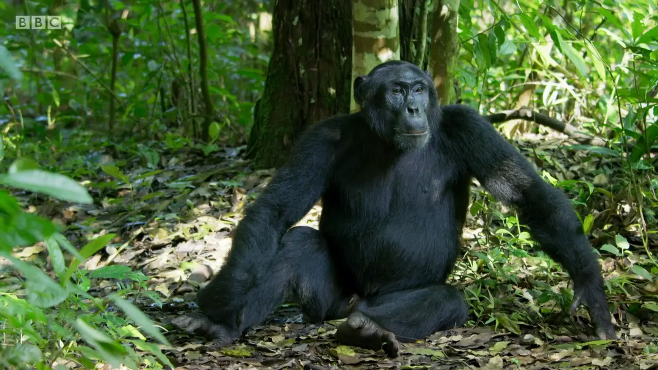 Eastern chimpanzee (Pan troglodytes schweinfurthii) as shown in The Mating Game - Jungles: In the Thick of It